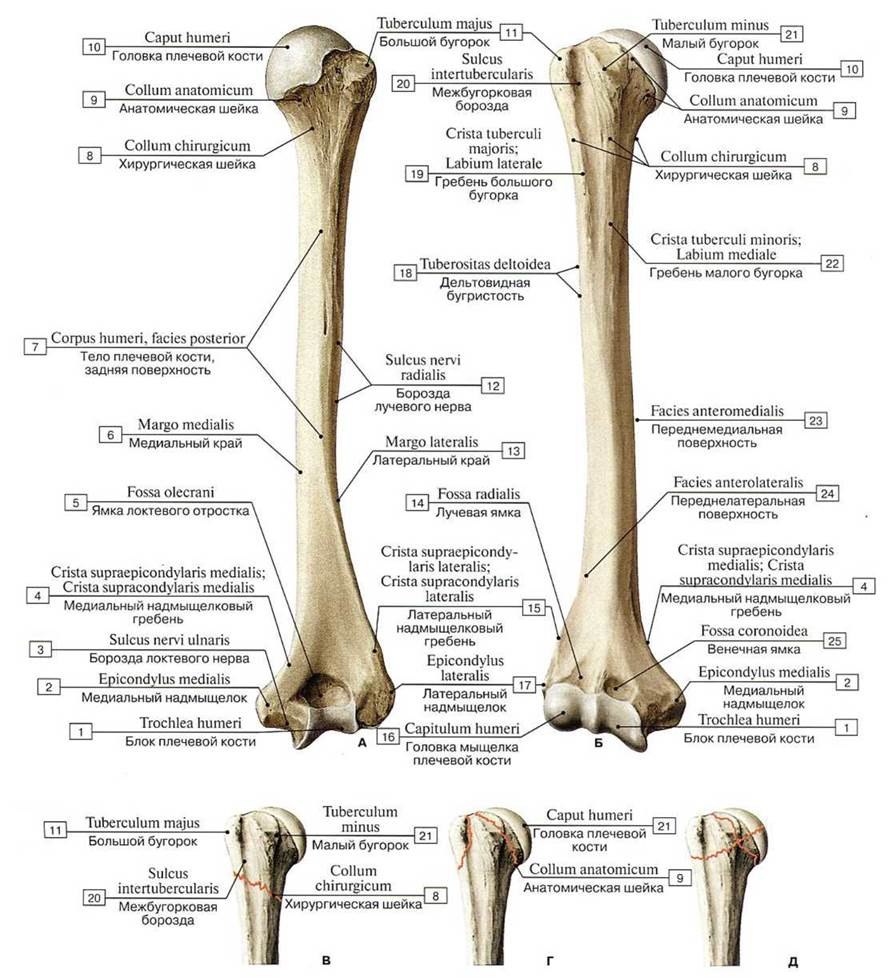 George Stubbs Anatomy of the Horse