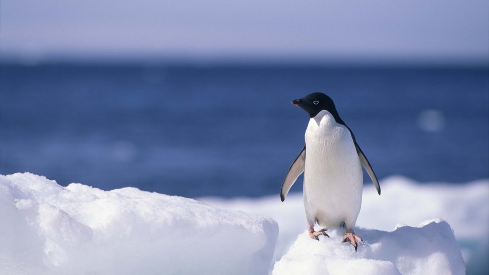 Two penguins hug
