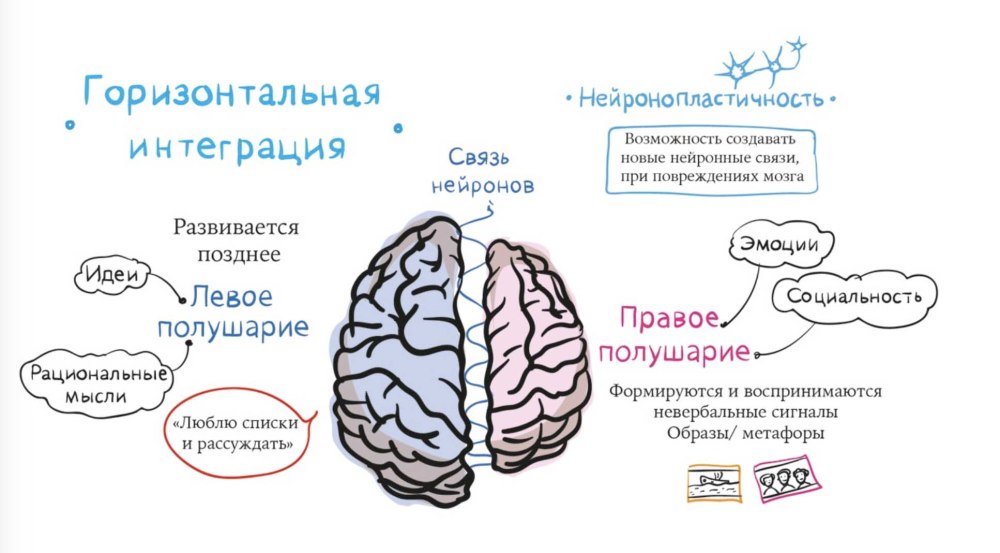 Left and right hemisphere of the brain