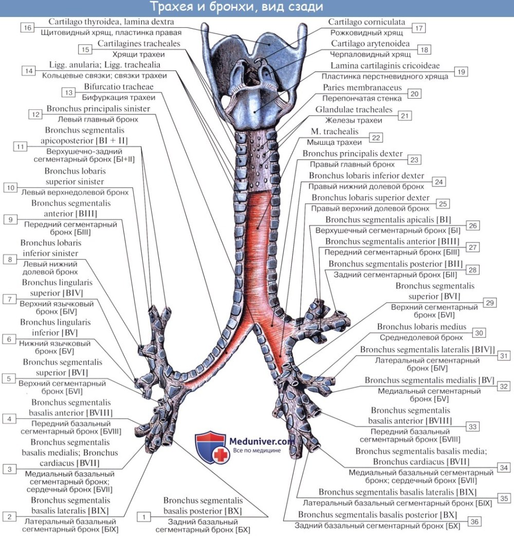 Trachea anatomy structure